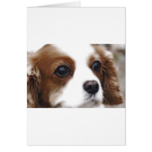 Cavalier King Charles Spaniel Cards (Front)