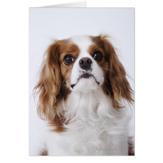 Cavalier King Charles Spaniel Cards (Front)