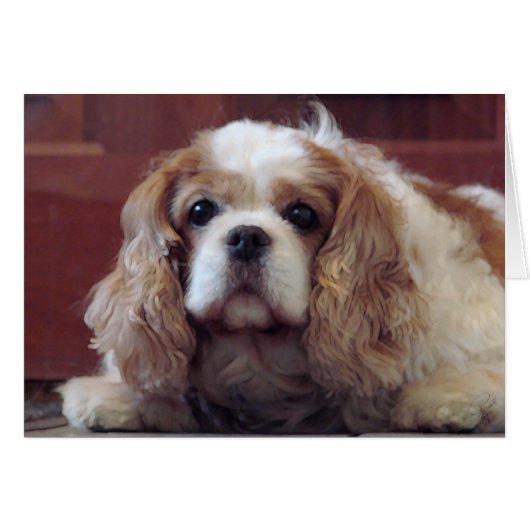 Cavalier King Charles Spaniel Cards (Front Horizontal)