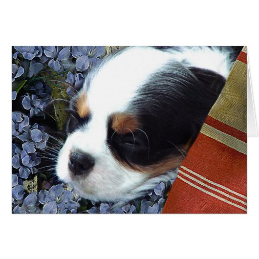 Cavalier King Charles Spaniel Cards (Front Horizontal)