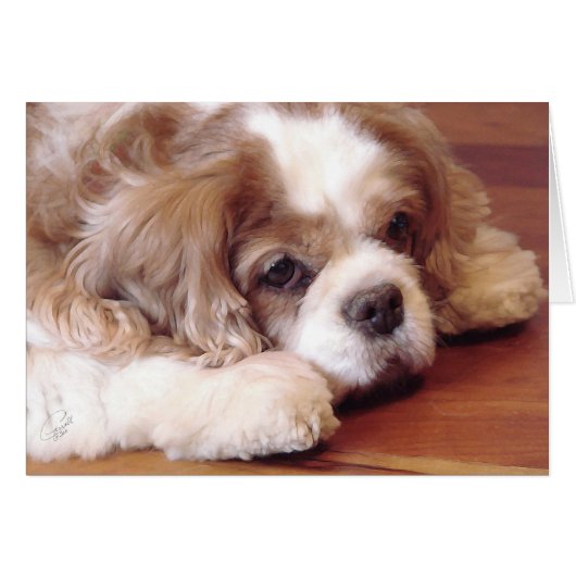 Cavalier King Charles Spaniel Cards (Front Horizontal)