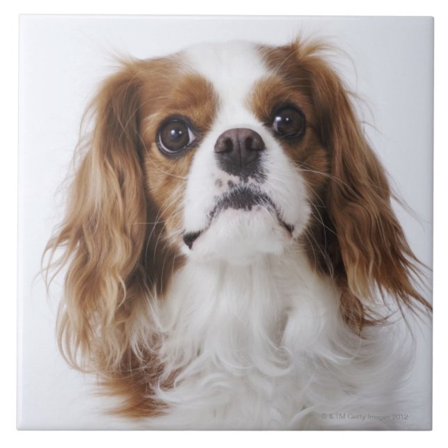 Cavalier King Charles Spaniel Ceramic Tile (Front)