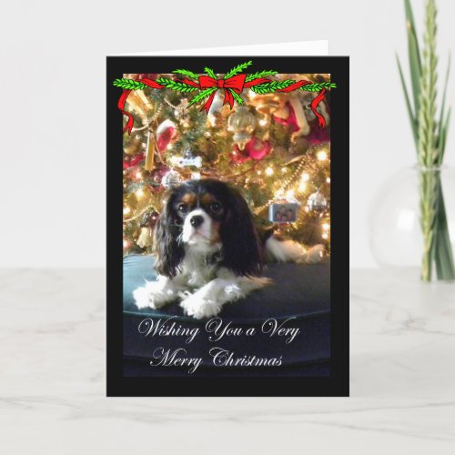 Cavalier King Charles Spaniel Christmas Card