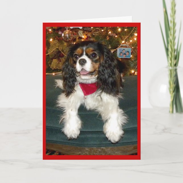 Cavalier King Charles Spaniel Christmas Card (Front)