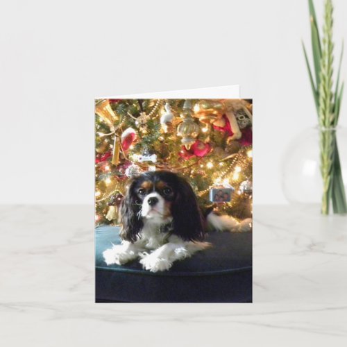 Cavalier King Charles Spaniel Christmas Card