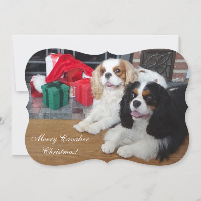 Cavalier King Charles Spaniel Christmas Card (Front)