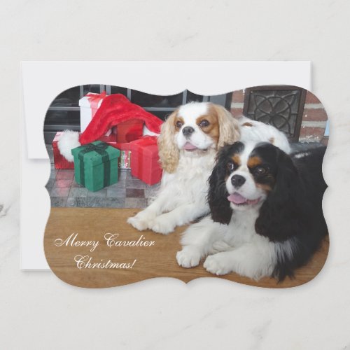 Cavalier King Charles Spaniel Christmas Card