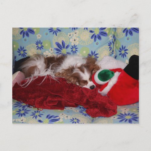 Cavalier King Charles Spaniel Christmas Overload Holiday Postcard