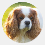 Cavalier King Charles Spaniel Classic Round Sticker at Zazzle