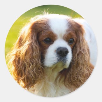 Cavalier King Charles Spaniel Classic Round Sticker by leanajalukse at Zazzle