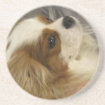Cavalier King Charles Spaniel Coasters
