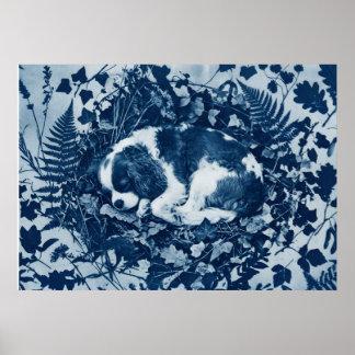 Cavalier King Charles Spaniel Cyanotype Botanical Poster