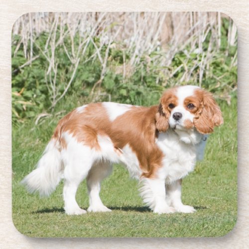 Cavalier King Charles Spaniel dog beautiful photo Beverage Coaster