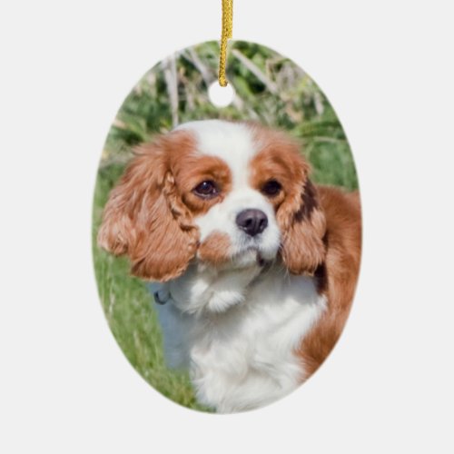 Cavalier King Charles Spaniel dog beautiful photo Ceramic Ornament