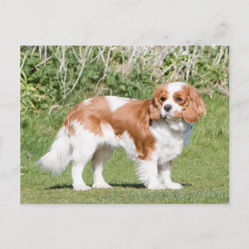 Cavalier King Charles Spaniel dog beautiful photo Postcard