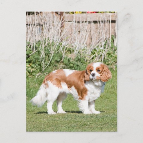 Cavalier King Charles Spaniel dog beautiful photo Postcard