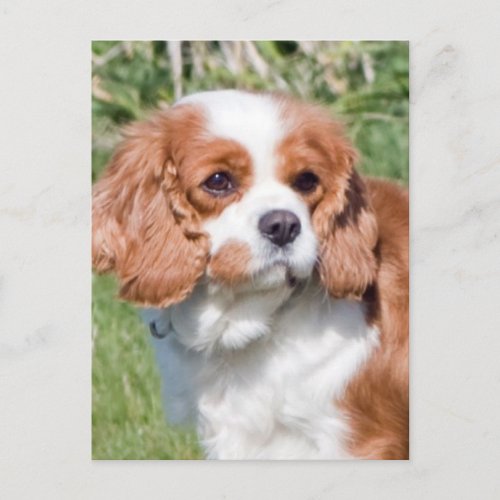 Cavalier King Charles Spaniel dog beautiful photo Postcard