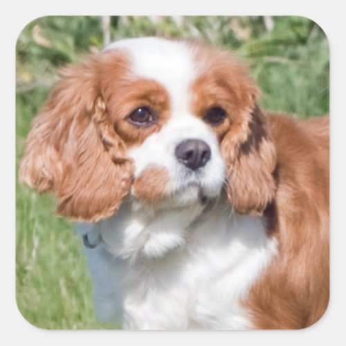 Cavalier King Charles Spaniel dog beautiful photo Square Sticker