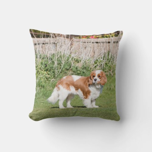 Cavalier King Charles Spaniel dog beautiful photo Throw Pillow