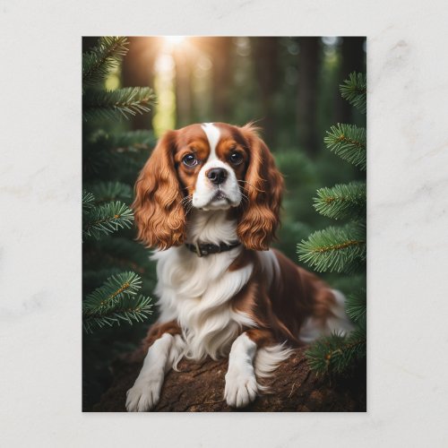 Cavalier King Charles Spaniel dog beautiful Postcard