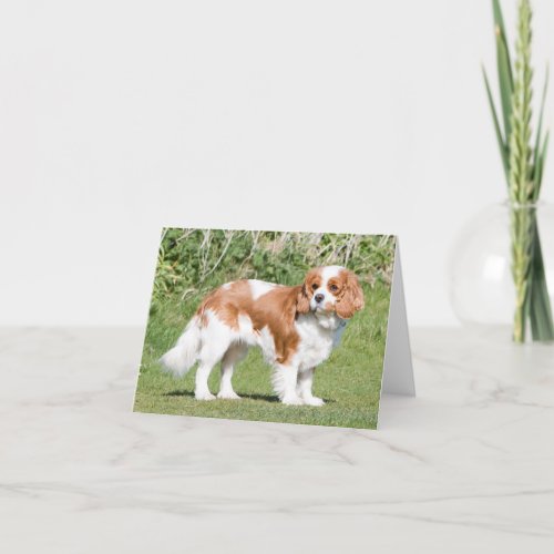 Cavalier King Charles Spaniel dog blank note card