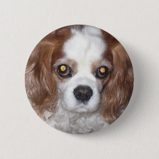 CAVALIER KING CHARLES SPANIEL DOG BUTTON