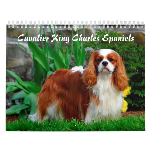 Cavalier King Charles Spaniel Dog Calendar