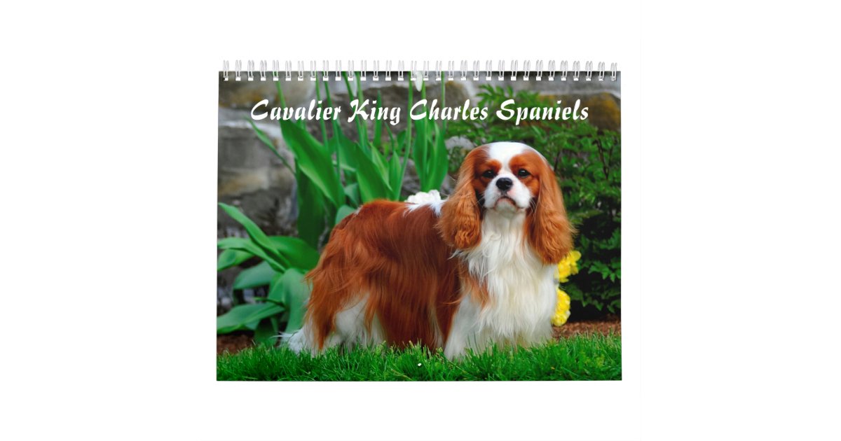 Cavalier King Charles Spaniel Dog Calendar Zazzle