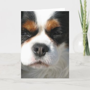 Cavalier King Charles Spaniel Dog Greeting Card by DogPoundGifts at Zazzle