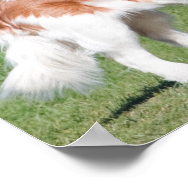 Cavalier King Charles Spaniel dog photo poster