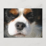 Cavalier King Charles Spaniel Dog Postcard