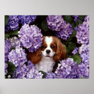 Cavalier King Charles Spaniel Dog Poster