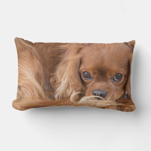 Cavalier King Charles Spaniel Eyes On You Pillow