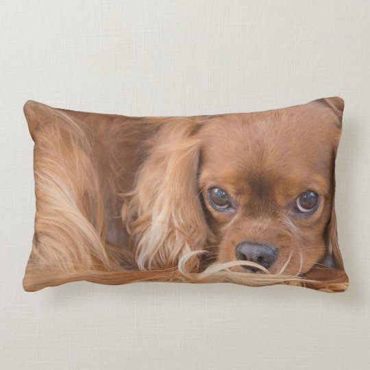 cavalier king charles spaniel pillow