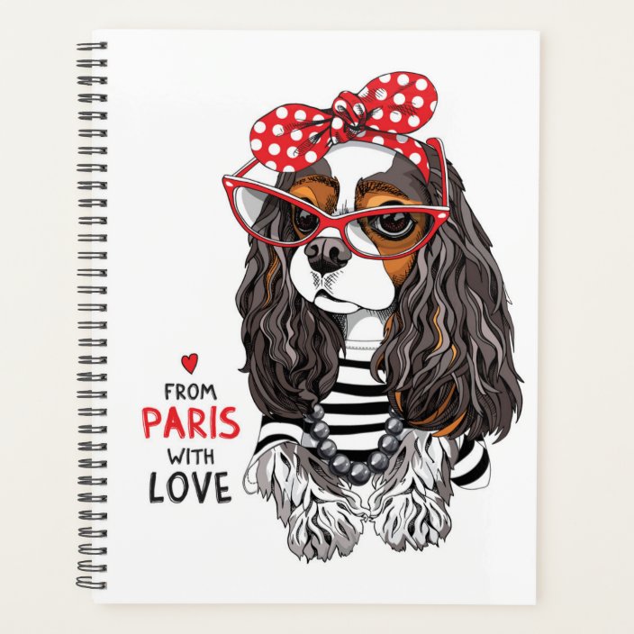 loving cavalier king charles spaniel