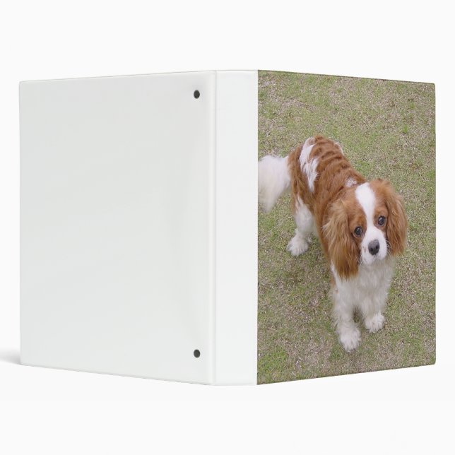 Cavalier-king-charles-spaniel full 3 ring binder (Background)