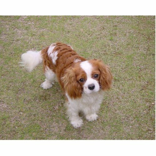 Cavalier_king_charles_spaniel full cutout