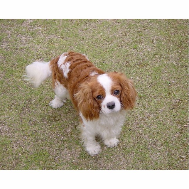 Cavalier-king-charles-spaniel full cutout (Front)