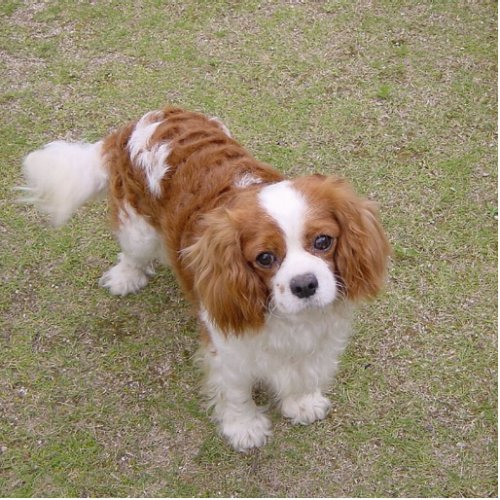 Cavalier_king_charles_spaniel full cutout