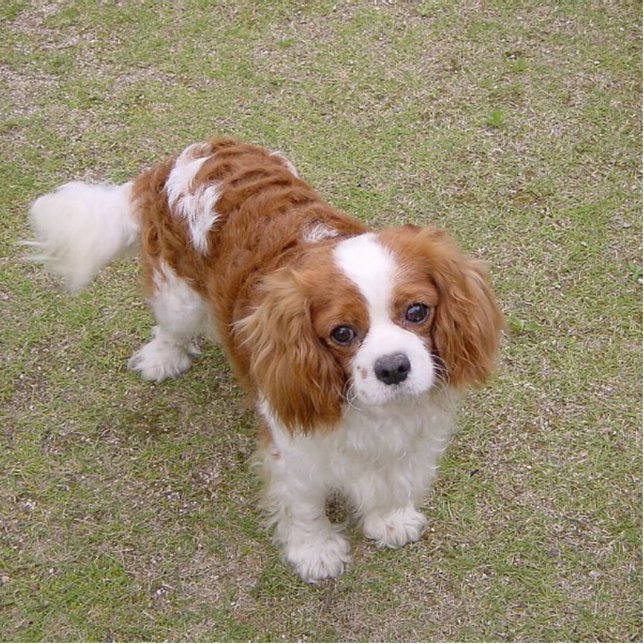 Cavalier-king-charles-spaniel full cutout (Front)