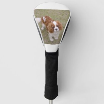 Cavalier-king-charles-spaniel Full Golf Head Cover by BreakoutTees at Zazzle