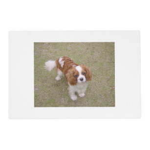 Cavalier King Charles Spaniels Picture Placemats in Gift Box AD-SKC10P 