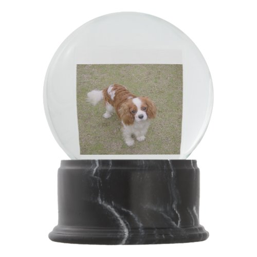 Cavalier_king_charles_spaniel full snow globe