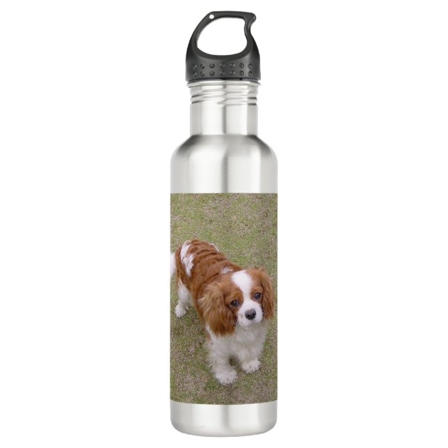 Cavalier-king-charles-spaniel full stainless steel water bottle (Front)