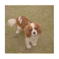 Cavalier-king-charles-spaniel full