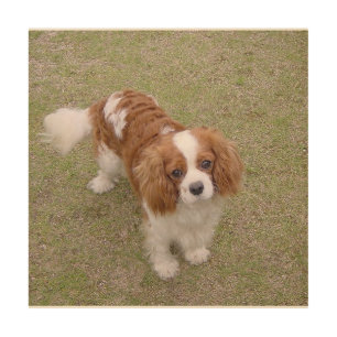 Cavalier-king-charles-spaniel full wood wall art