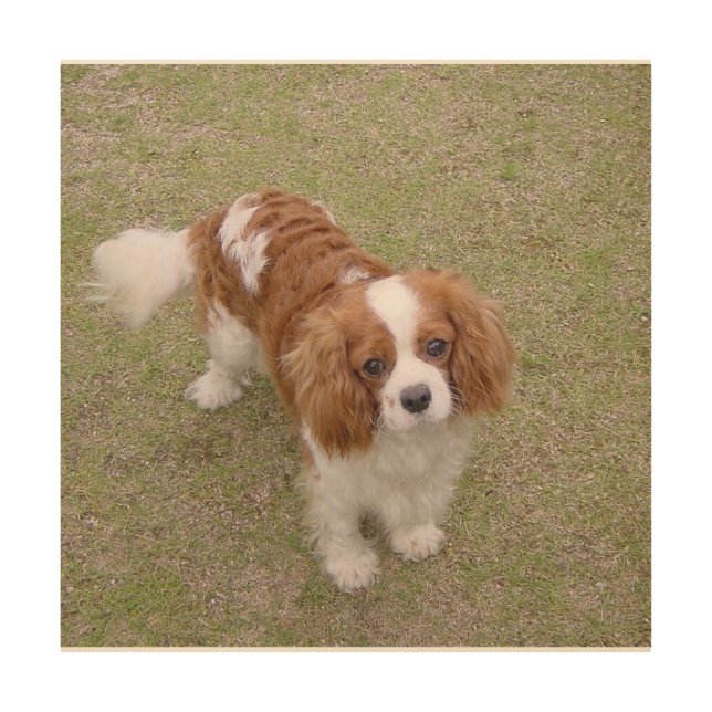 Cavalier-king-charles-spaniel full wood wall art (Front)