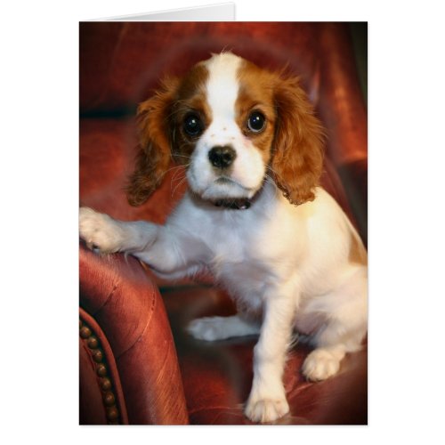 Cavalier King Charles Spaniel gifts  apparel