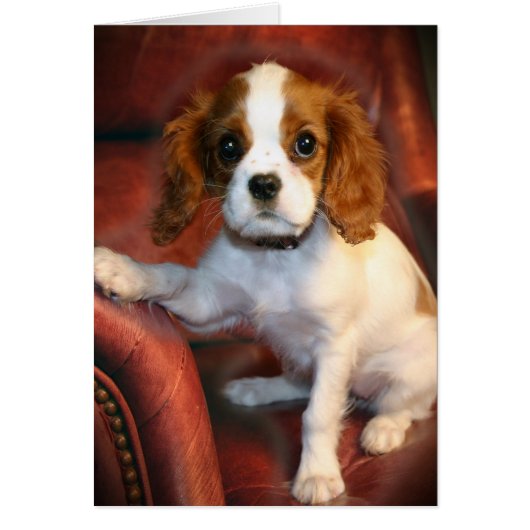 Cavalier King Charles Spaniel gifts & apparel Cards (Front)
