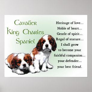 Cavalier King Charles Spaniel Gifts Poster